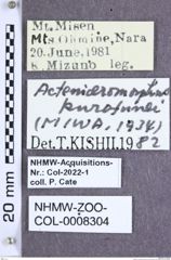 Etiketten zu Acteniceromorphus kurofunei (Miwa, 1934) (NHMW-ZOO-COL-0008304)